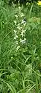 Grünliche Waldhyazinthe (Platanthera chlorantha)[14]