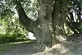 Platanus orientalis von Cambron-Casteau (Belgien)