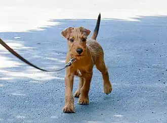 Junger Irish Terrier