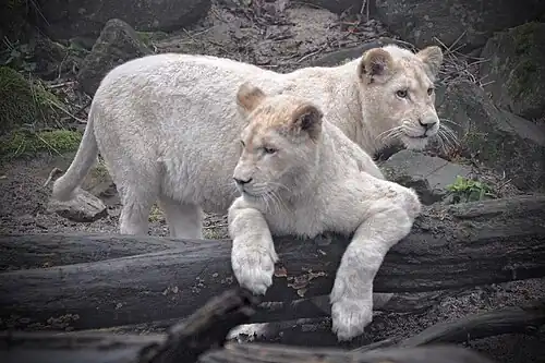 Halberwachsene Jungtiere