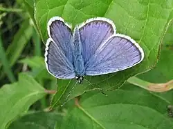 Idas-Silberfleckbläuling am Virginia-Depot