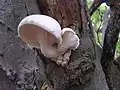 Berindeter Seitling Pleurotus dryinus