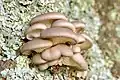 Austernseitlinge (Pleurotus ostreatus) pleuraler Fruchtkörper