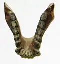 Unterkiefer von Pliopithecus antiquus