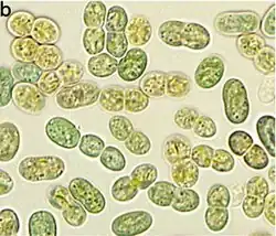 LM-Aufnahme von G. citriformis PCC&nbsp;7424. Balken:&nbsp;5&nbsp;mm