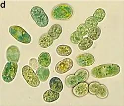 LM-Aufnahme von G. verrucosa PCC&nbsp;7822. Balken:&nbsp;5&nbsp;mm