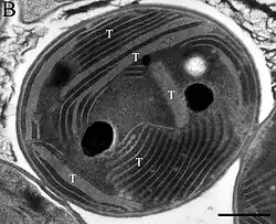 EM-Aufnahme von G. citriformis PCC&nbsp;7424. T:&nbsp;Thylakoidmembran. Balken:&nbsp;500&nbsp;nm