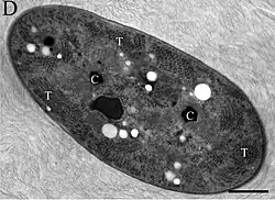 EM-Aufnahme von G. verrucosa PCC&nbsp;7822. T:&nbsp;Thylakoidmembran, C:&nbsp;Carboxysom. Balken:&nbsp;500&nbsp;nm