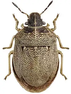 Hakenwanze (Podops inunctus)