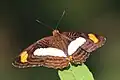 Adelpha iphiclus