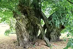 Stamm der Linde (14 Meter Stammumfang)