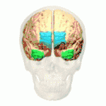 Zerebrale Pole ﻿Polus frontalis ﻿Polus temporalis ﻿Polus occipitalis