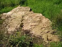 Polissoir von Poussendre