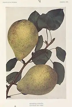 Polska pomologa 1921