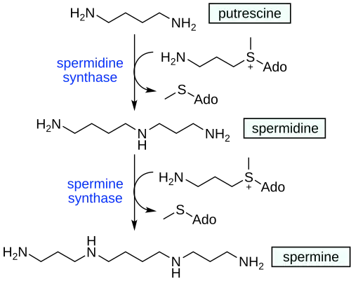 Die Biosynthese von Spermidin und Spermin