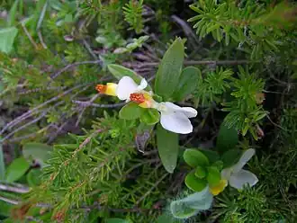 Buchsblättrige Kreuzblume