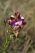 Polygala myrtiolam