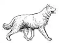 Pommerscher Hütehund (†)