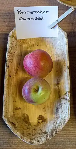 Pommerscher Krummstiel