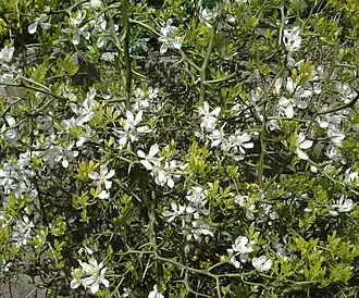 Blühende Pflanze mit Neuaustrieb