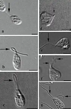 Morphologische Ver­än­derungen von A. deanei bei exponentiellem (d.&nbsp;h. ungebremstem) Wachstum.