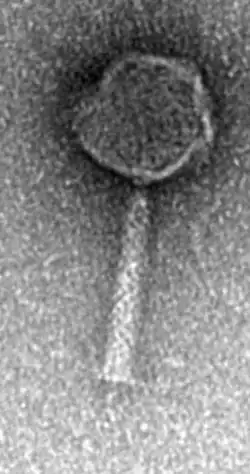 EM-Aufnahme von Pseudo­monas-Phage CHA_P1 (Spezies Nankokuvirus PAKP3).