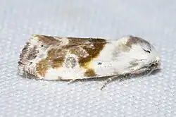 Ponometia candefacta