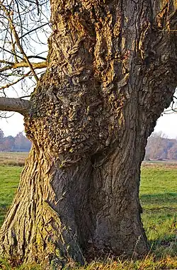Echte Schwarz-Pappeln sind oft krumm gewachsen; Baum mit Maserknolle und unregelmäßiger Borke
