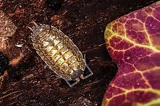 Porcellio monticola
