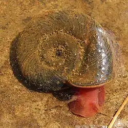 Posthornschnecke weidet Algen in einem Seerosenteich ab.