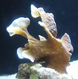 Pavona cactus (Steinkoralle)