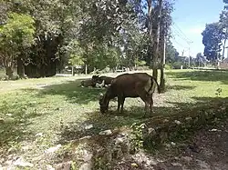 Rinder und Hühner in Balibo