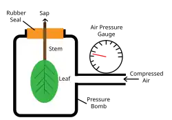 Funktionsprinzip der Scholander-Bombe