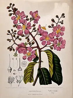 Pride-of-India, queen flower or pyinma (Lagerstroemia speciosa (L.) Pers.)