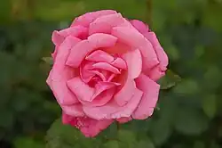 ‘Primaballerina’, M. Tantau jun., 1957