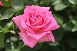 'Princess Margaret', 1969, Marie-Louise Meilland