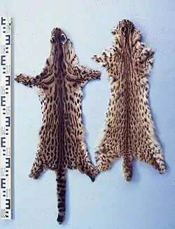 Bengalkatzenfelle, China