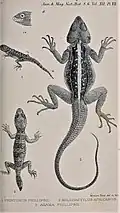 Pristurus phillipsii, Holodactylus africanus & Acanthocercus phillipsii illustriert von Robert Mintern (1840–1908)