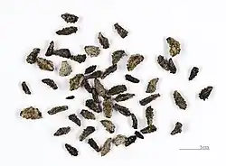 Samen von versch. Proboscidea-Arten