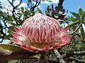Protea caffra[6]