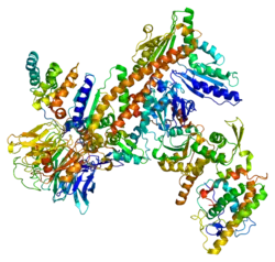 Untereinheit 5 des Arp 2/3-Komplexes