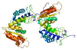 ADP-ribosyl cyclase/cyclic ADP-ribose hydrolase 1