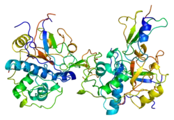 HLA class II histocompatibility antigen gamma chain