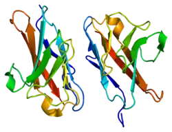 Carcinoembryonic antigen-related cell adhesion molecule 1