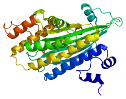Coproporphyrinogen-Oxidase