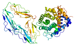 Complement receptor type 2