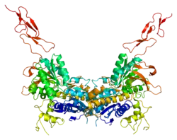 Metabotropic glutamate receptor 3