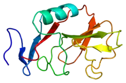Natural killer cells antigen CD94