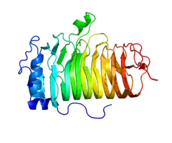 B-lymphocyte antigen CD20