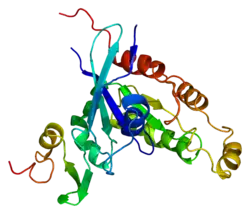 Serin/Threonin-Protein Kinase PAK1